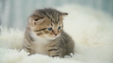 küçük pisi üzerinde bir battaniye