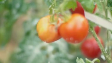 bahçede domates yakın çekim