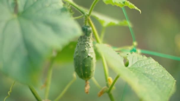 Komkommer in de tuin close-up — Stockvideo