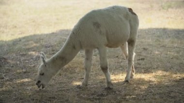 lama otları sıyırır