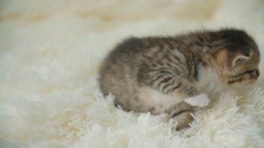 küçük pisi üzerinde bir battaniye