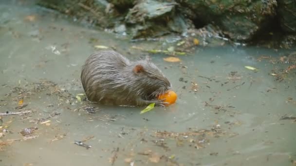 Κάστορας τρώει καρότο — Αρχείο Βίντεο