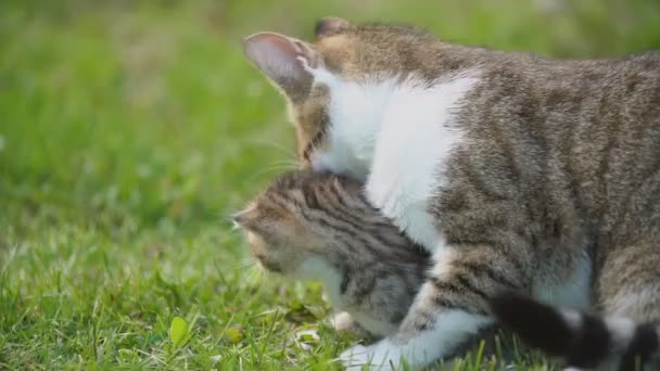 Pequeño gatito se sienta bajo la protección de su madre — Vídeo de stock