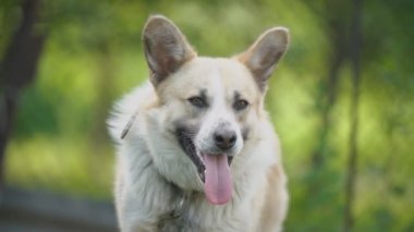 büyük tür köpek açık ağız ile duruyor