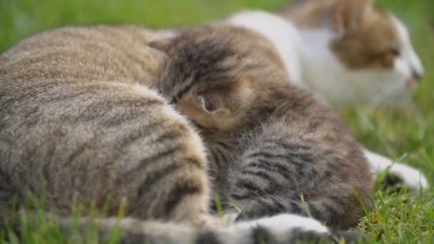 Котенок сосёт молоко у матери — стоковое видео