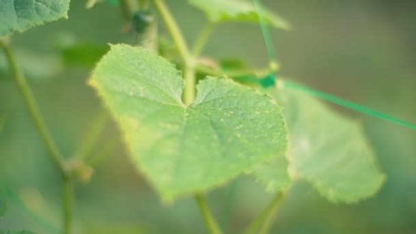 Komkommer in de tuin close-up — Stockvideo