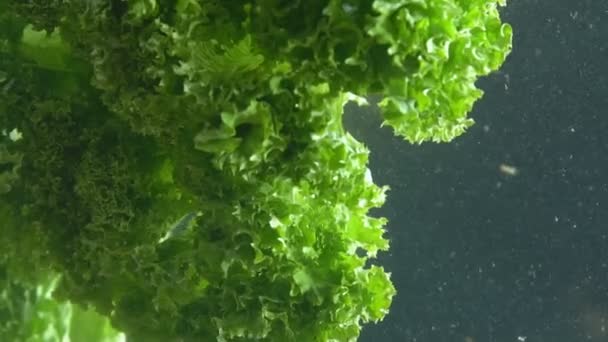 Листя салату плаває у воді — стокове відео
