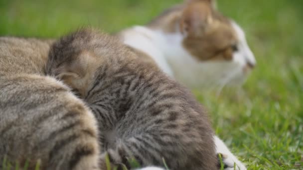 Kattunge suger mjölk från sin mor — Stockvideo