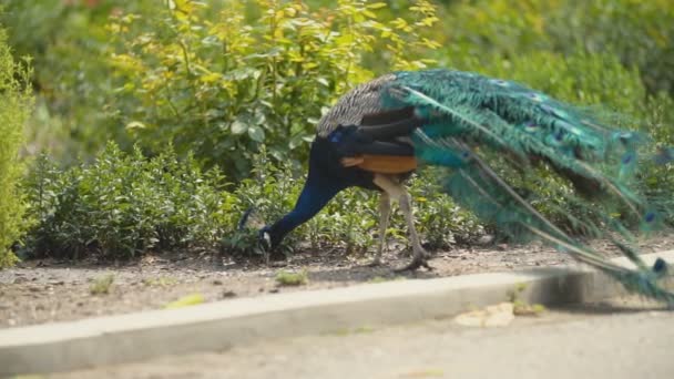 Peacock ta en promenad i hans Park — Stockvideo