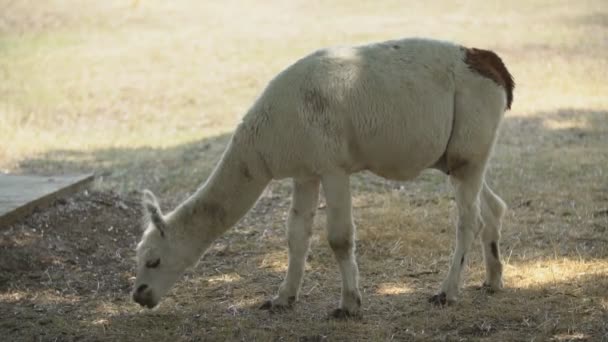 Lama otları sıyırır — Stok video