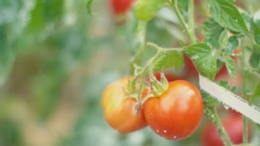 bahçede domates yakın çekim