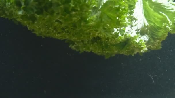 Hojas de lechuga flotando en el agua — Vídeo de stock