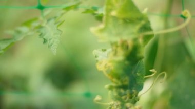 bahçede salatalık yakın çekim