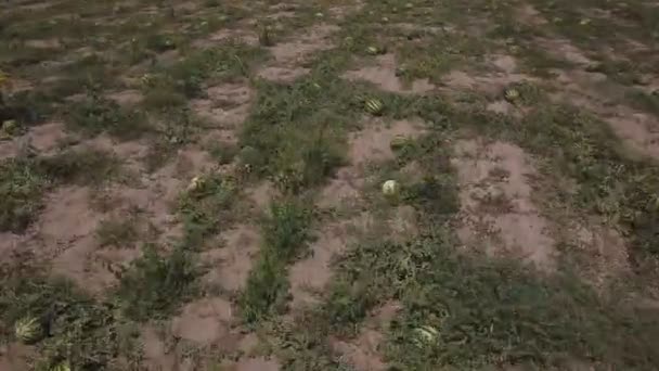 Feld mit Wassermelonen aus einer Höhe — Stockvideo