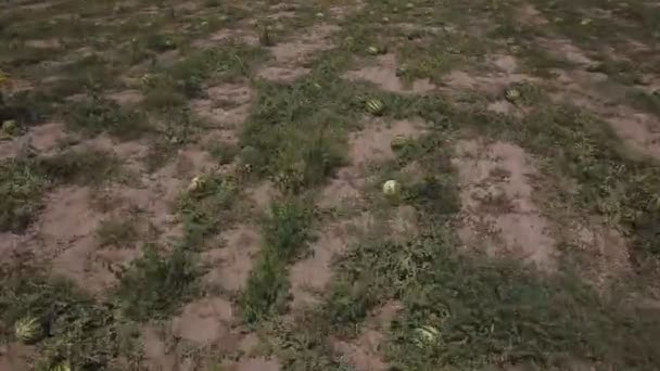 Veld met watermeloenen van een hoogte — Stockvideo