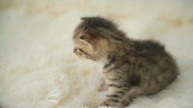 küçük pisi üzerinde bir battaniye