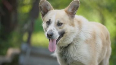 büyük tür köpek açık ağız ile duruyor