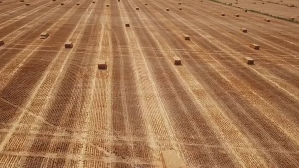 Field with square bales of hay — Stock Video