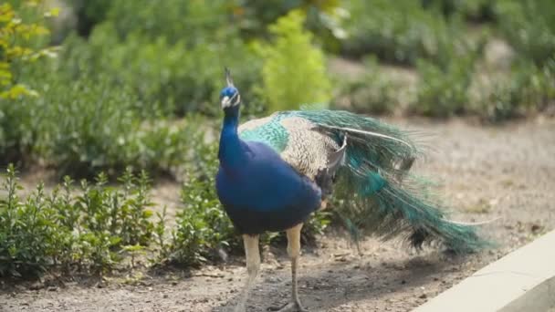 Pavão dar um passeio em seu parque — Vídeo de Stock