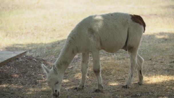 Lama weidet im Gras — Stockvideo