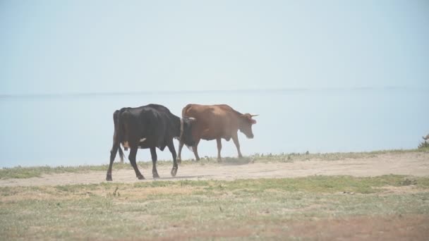 Vacas se aproximam do mar — Vídeo de Stock