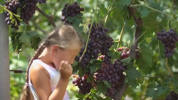 Klein meisje druiven eten — Stockvideo