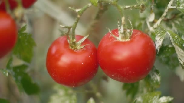 Pomidory w ogrodzie zbliżenie — Wideo stockowe