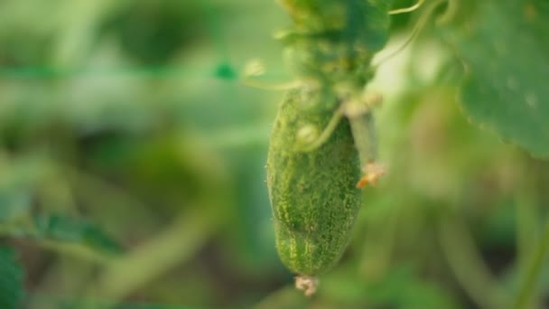 Cucumber in the garden close-up — Stock Video