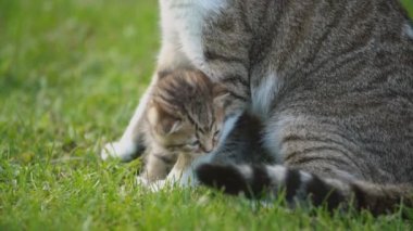 küçük kedi yavrusu annesinin koruması altında oturur