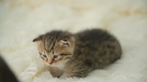 Petit chaton sur une couverture — Video