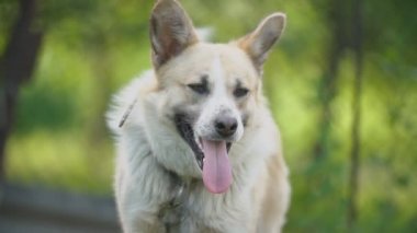 büyük tür köpek açık ağız ile duruyor