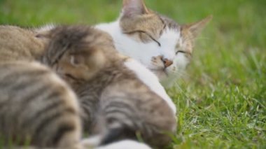 kedi annesinden süt emer