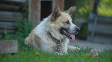 köpek yalar ve bölge denetler