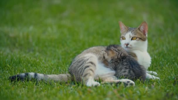 Gatinho chupa mamães leite — Vídeo de Stock