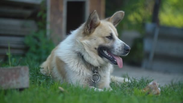 le chien lèche et inspecte le territoire 