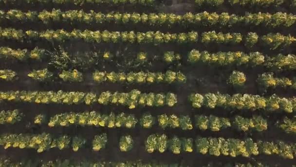 Aerial view sunflowers — Stock Video