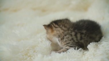 küçük pisi üzerinde bir battaniye