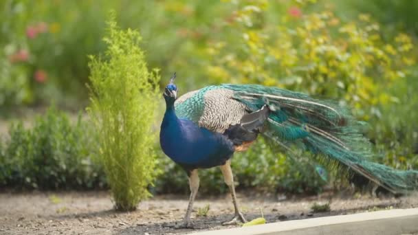 Pfau spaziert in seinem Park — Stockvideo