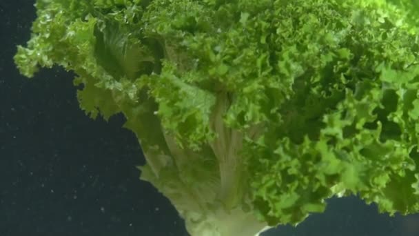 Salatblätter schwimmen im Wasser — Stockvideo