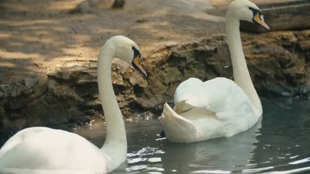 Лебеди плавают в канаве — стоковое видео