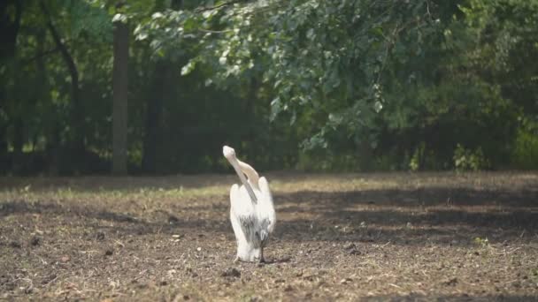 Pelikan ptak spacery na ziemi — Wideo stockowe