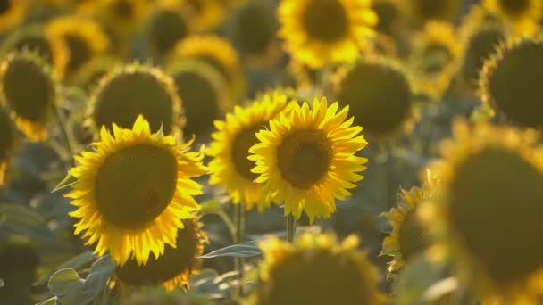 tournesol fleurs close-up 