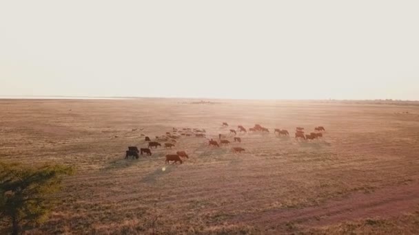 Vacas pastam no pasto — Vídeo de Stock