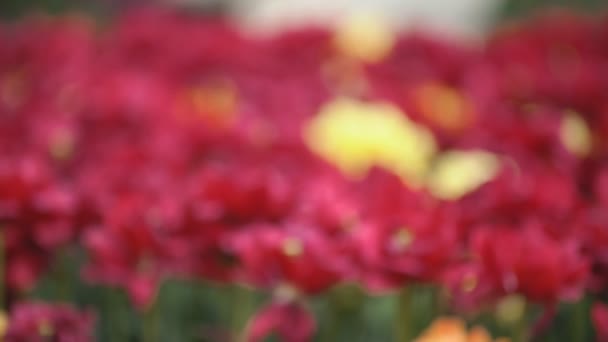 Крупним планом червоних тюльпанів — стокове відео