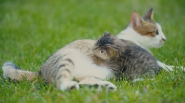 kedi yavrusu anneler süt berbat