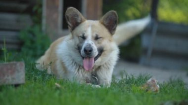 köpek yalar ve bölge denetler
