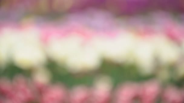 Multi-gekleurde tulpen bloemen — Stockvideo
