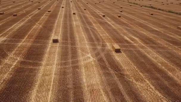 Hay cubed on the field — Stock Video