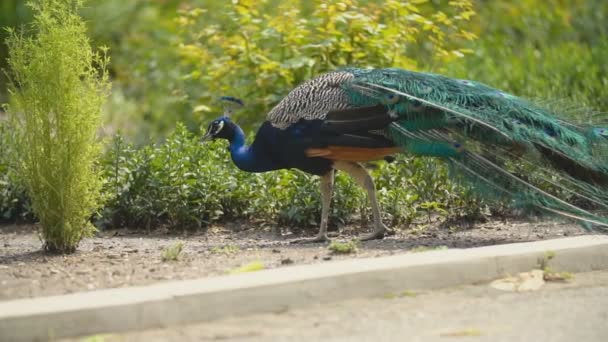 Peacock take a walk in his park — Stock Video