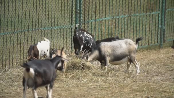 Goat family eat hay — Stock Video